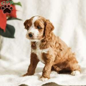 Dante, Cockapoo Puppy